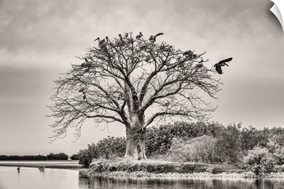 Africa, Senegal, Sine-Saloum-Delta. Sacred Tree With Birds.