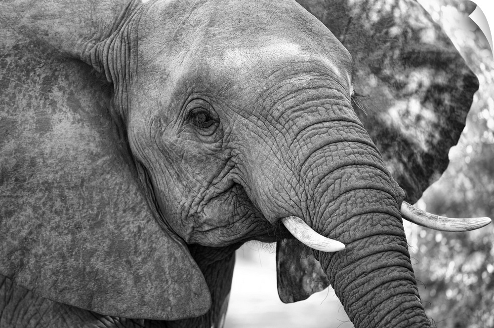 Africa, Southern Africa, African, Northeastern,  Sabi Sand Private Game Reserve, young elephant.