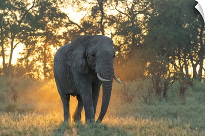 Africa, Southern Africa, Botswana, Okavango Delta, Abu Camp, Sunrise With Elephant