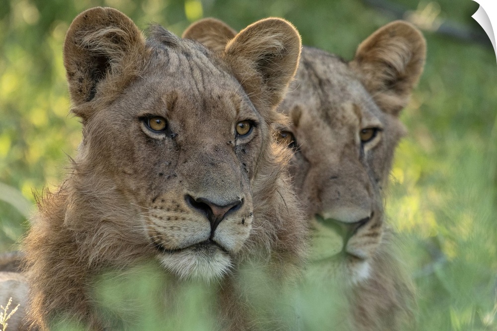 Africa, Southern Africa, Botswana, Savuti,  Okavango Delta, Lion, panthera leo.