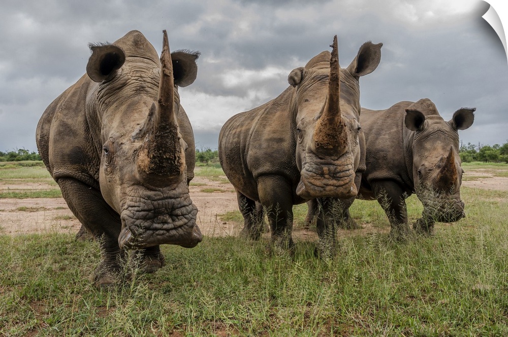 Africa, Southern Africa, South Africa, Swaziland, Black rhinoceros.