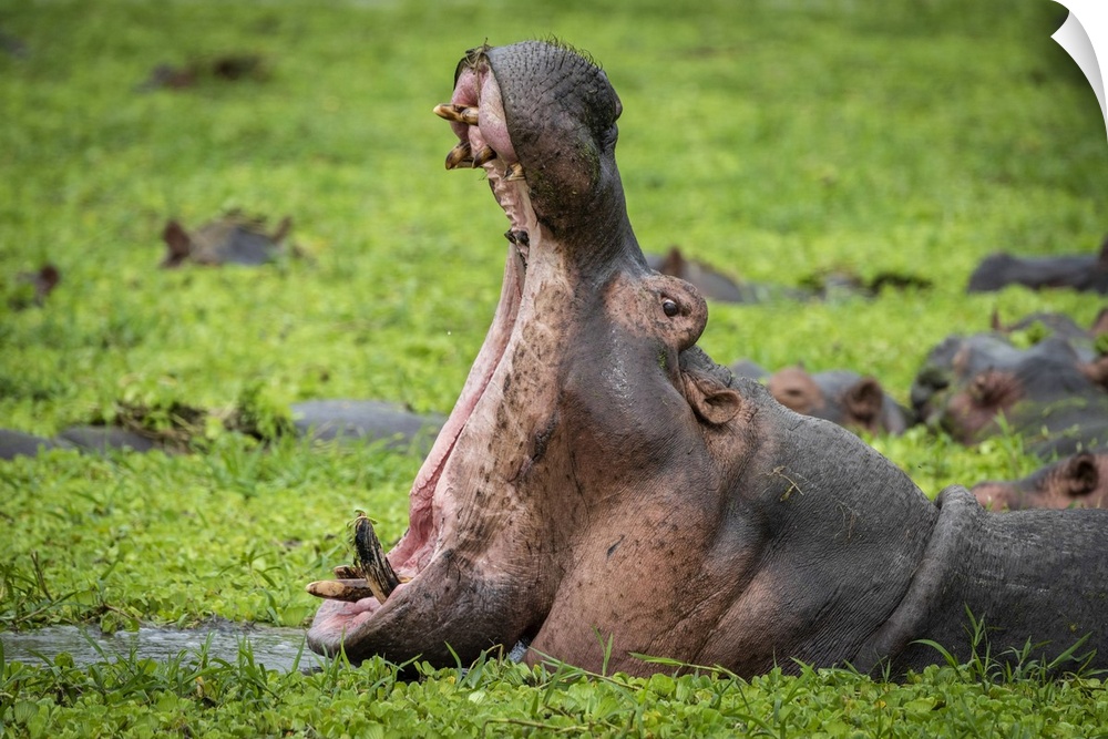 Africa, Tanzania, Katavi National Park. hippo yawning.