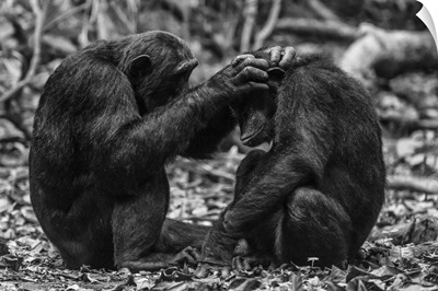 Africa, Tanzania, Mahale Mountains National Park, Two Chimps Grooming