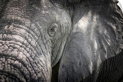 Africa, Tanzania, Tarangire National Park, An Elephant Close Up, Detail Of The Head