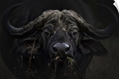 African Buffalo Or Cape Buffalo (Syncerus Caffer) In Lake Nakuru National Park