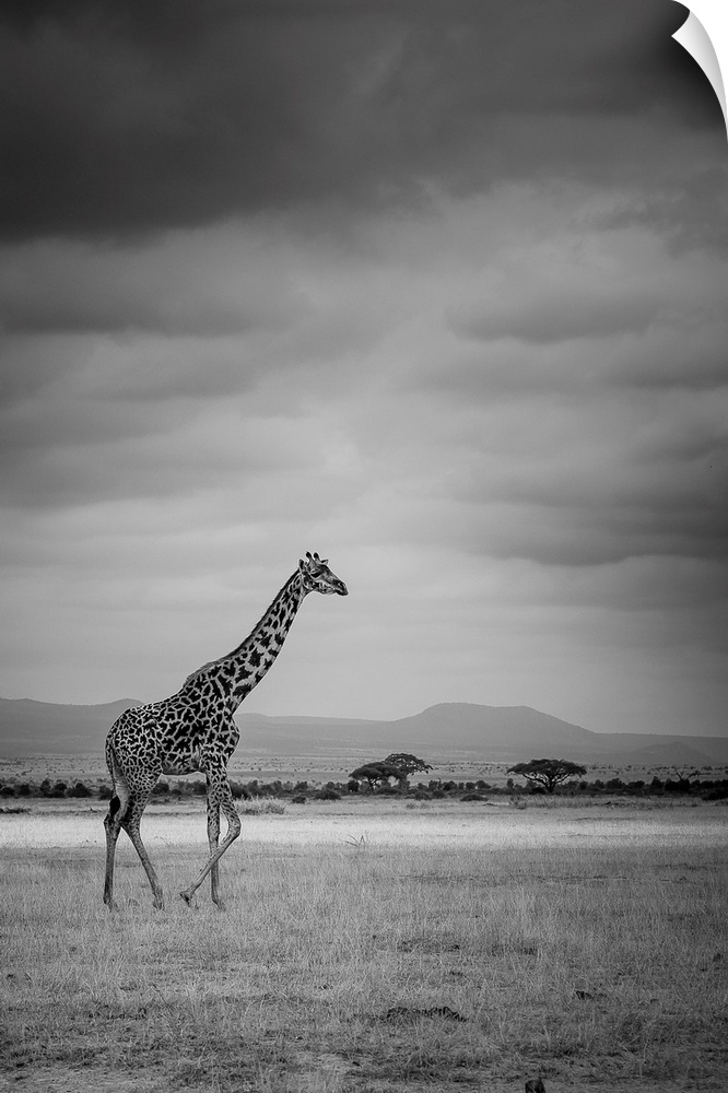 Amboseli Park, Kenya, Italy A giraffe shot in the park Amboseli, Kenya, shortly before a thunderstorm.