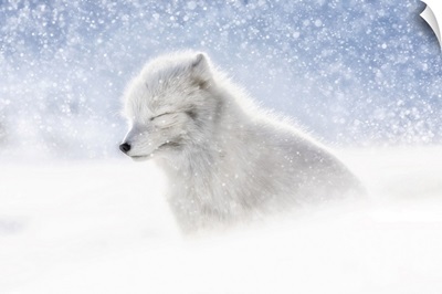 Arctic Fox In Heavy Snowfall, Pyramiden, Billefjorden, Svalbard