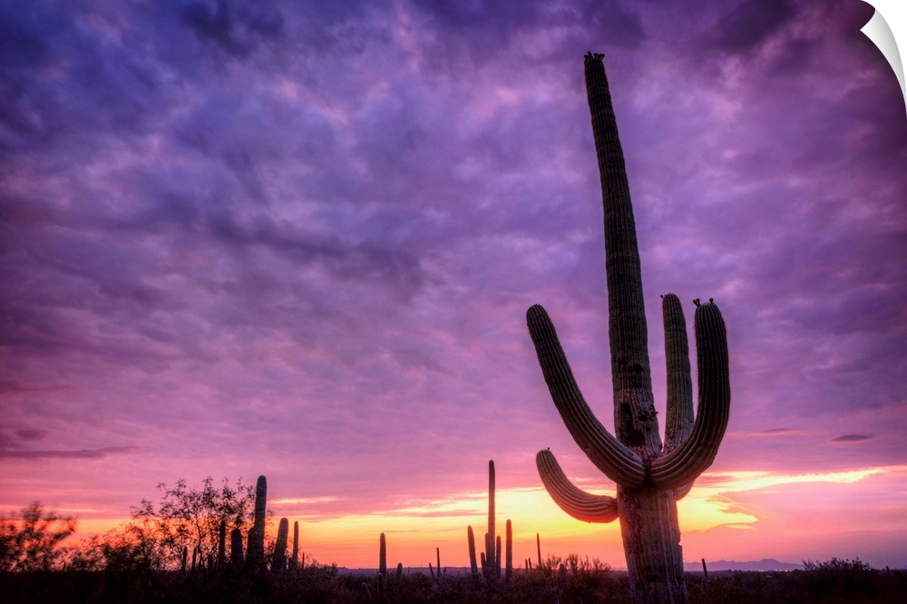 USA, Arizona, Tucson, Saguaro National Park