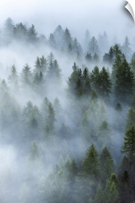 As The Fog Started To Lift, The Forests Below The Giau Pass, Dolomites, Italy