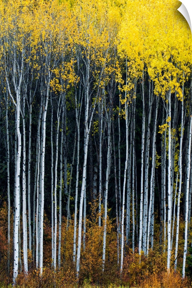 Aspens In Autumn, Wenatchee National Forest, Washington, USA