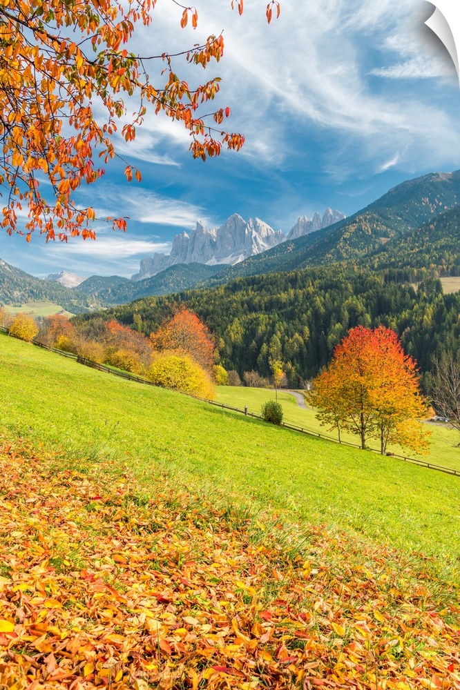Funes Valley, Dolomites, Province Of Bolzano, South Tyrol, Italy. Autumn Colors In The Funes Valley With The Odle Peaks In...
