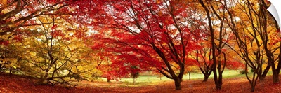 Autumn foliage of Japanese Maple (Acer) tree, England, UK