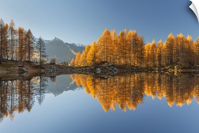 Autumn Larches Reflected On Azzurro Lake, Lombardy, Italy
