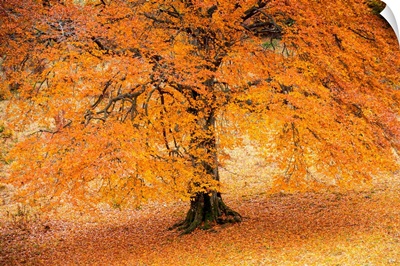 Autumn Tree In Baremone, Province Of Brescia, Lombardy, Italy