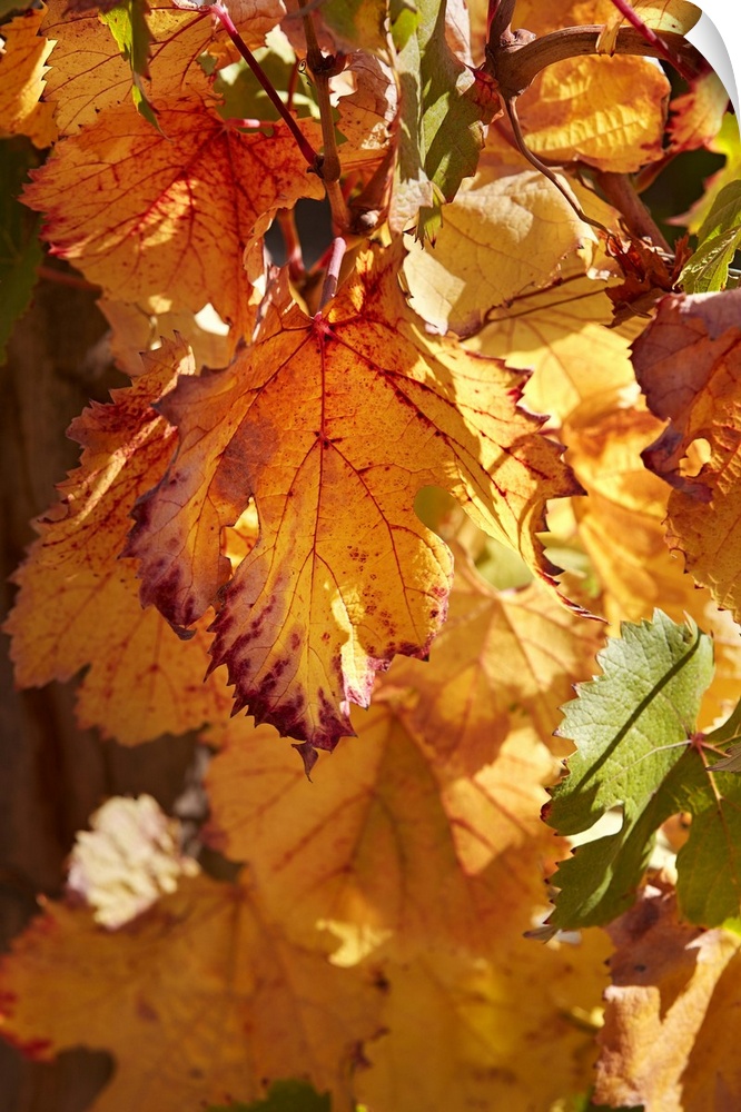 Autumn vine leaves at the Bodega Colome winery, near Molinos, Calchaqui Valleys, Salta province, Argentina.
