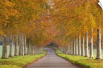 Avenue of colourful trees in autumn, Dorset, England