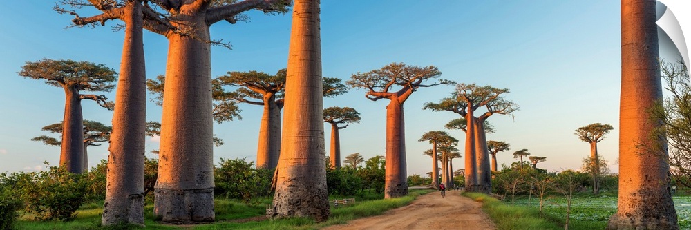 Avenue Of The Baobabs (UNESCO World Heritage Site), Madagascar