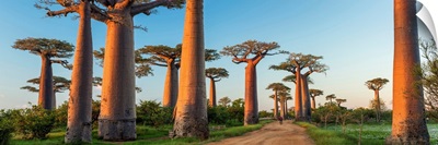 Avenue Of The Baobabs (UNESCO World Heritage Site), Madagascar