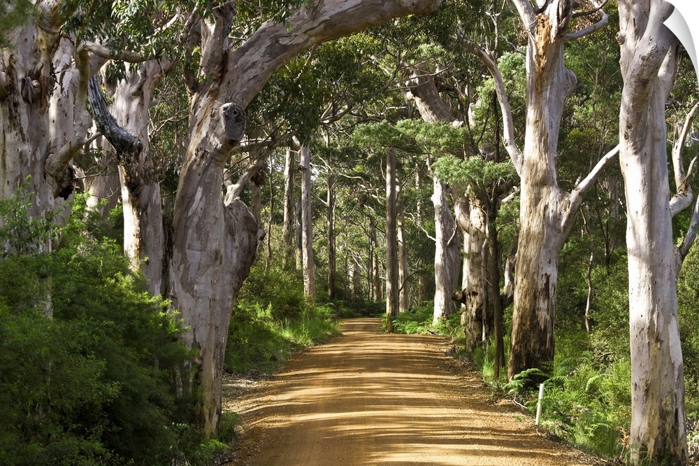 Avenue of trees, West Cape Howe NP. Albany, Western Australia.