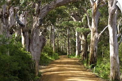 Avenue of trees, West Cape Howe National Park, Albany, Western Australia