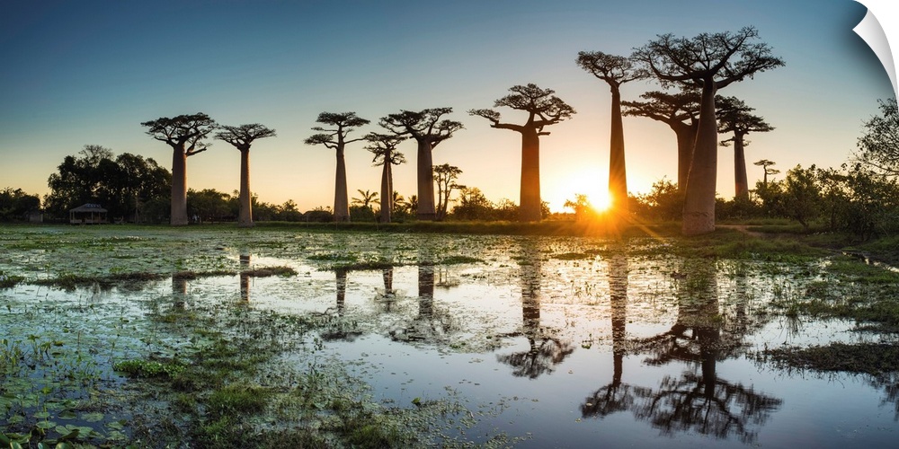Baobab Trees At Sunset (UNESCO World Heritage Site), Madagascar