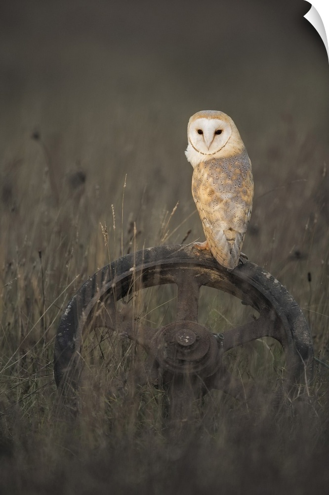Barn Owl (Tyto alba), (C), Hampshire, England, UK. Hampshire, Western Europe, England.