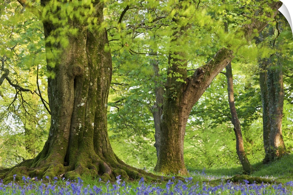 Beech and Oak trees above a carpet of bluebells in a woodland, Blackbury Camp, Devon, England. Spring