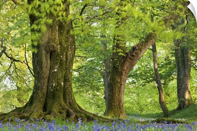 Beech and Oak trees above a carpet of bluebells in a woodland, Devon, England