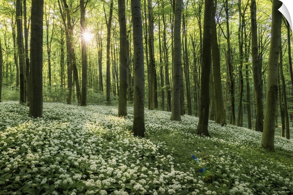 Beech forest with blooming wild garlic (Allium ursinum), Hainich National Park, Thuringia, Germany, Europe.