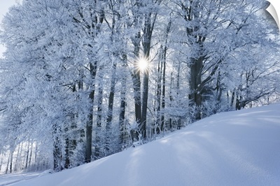 Beech Forest With Hoar Frost In Winter, Germany, Bavaria, Miesbach, Kleinpienzenau