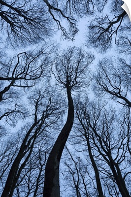 Beech Tree Canopy, Dorset, England