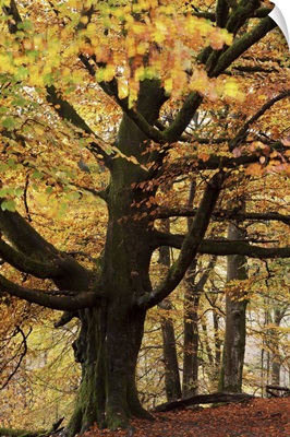 Beech tree with autumn colours, Lake District, Cumbria, England