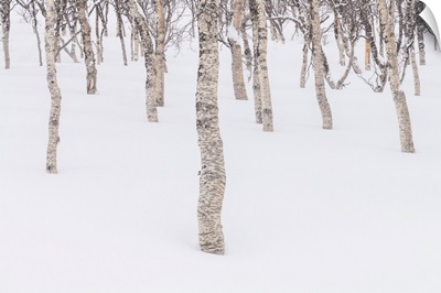 Birch Trees In Snow, Senja, Norway