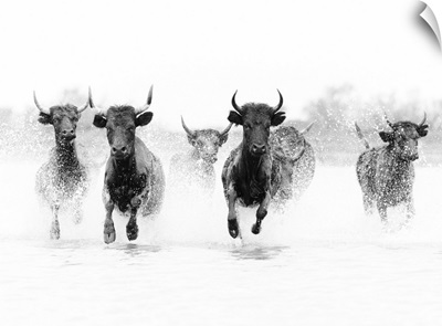 Black Bulls Run Through A Lake In The Camargue, Provence-Alpes-Cote d'Azur, France