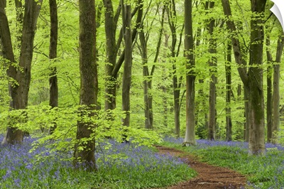 Bluebell carpet in a beech woodland, West Woods, Wiltshire, England