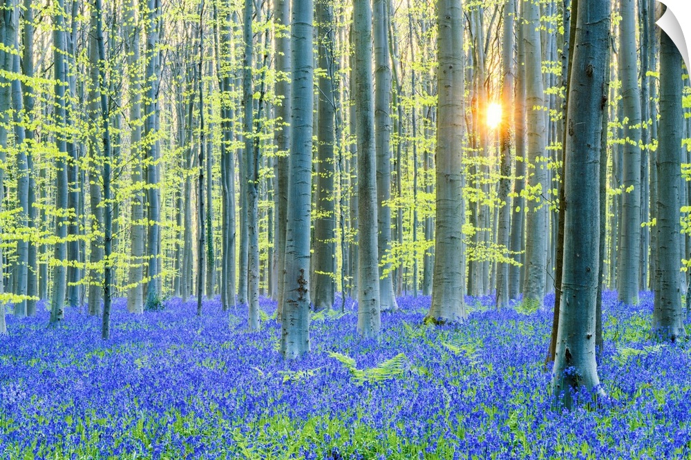 Bluebell Flowers (Hyacinthoides Non-Scripta) Carpet Hardwood Beech Forest, Hallerbos Forest, Belgium
