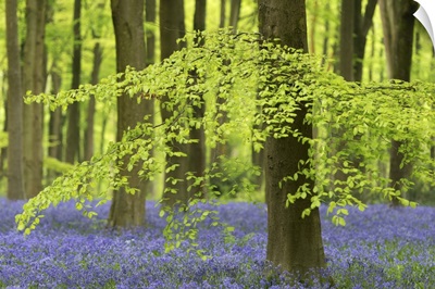 Bluebells and beech trees in West Woods, Wiltshire, England