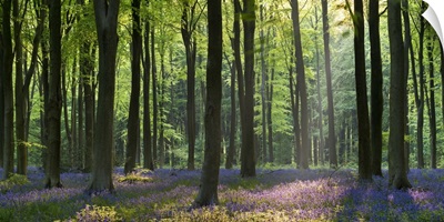 Bluebells and beech trees, West Woods, Marlborough, Wiltshire, England