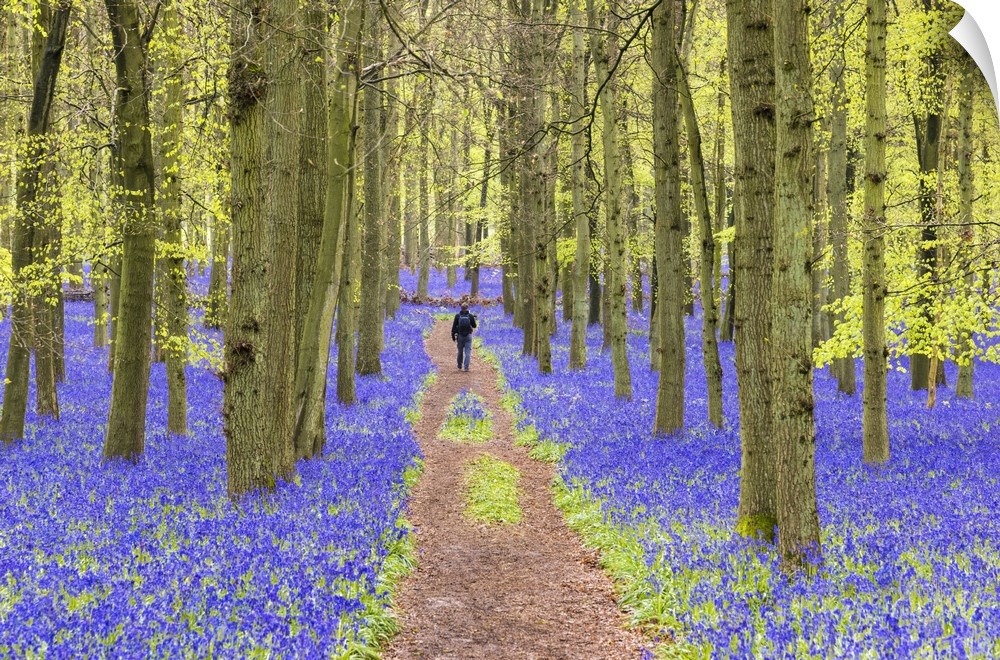 Bluebells at Dockey Wood, Ashridge Estate, Hertfordshire, UK
