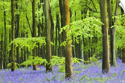 Bluebells flowering in West Woods in Springtime, Marlborough, Wiltshire, England.