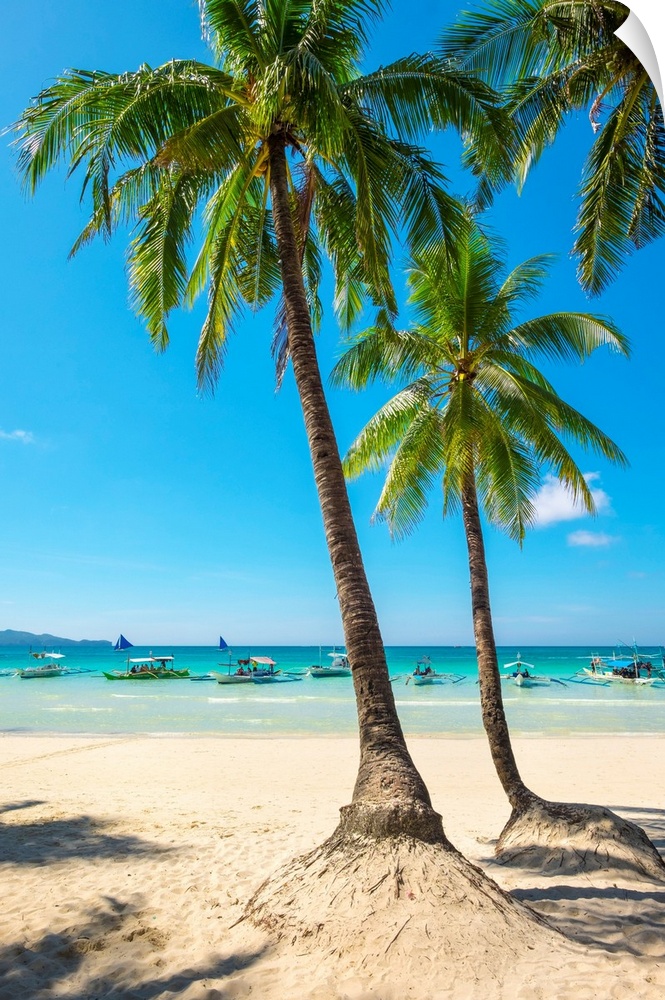 Boats and palm trees on White Beach, Boracay Island, Aklan Province, Western Visayas, Philippines.