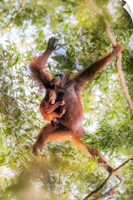 Bornean Orangutan Mother Carrying A Baby On A Tree, Tanjung Puting National Park