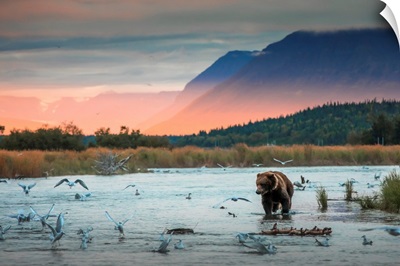 Brown Bear, Brooks Lake, Katmai National Park And Preserve, Alaska Peninsula, Alaska