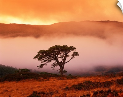 Caledonian Pine In Mist, Glen Affric, Highland Region, Scotland