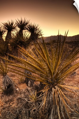 California, Mojave National Preserve