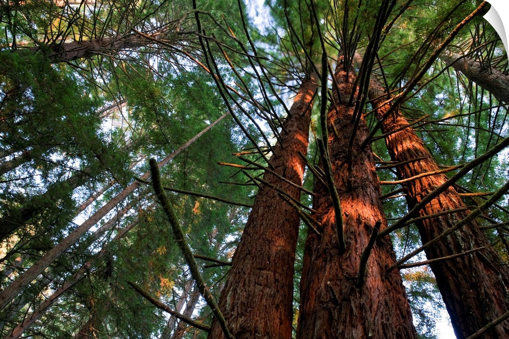 Usa, California, Redwood National Park, Redwood Tree Forest
