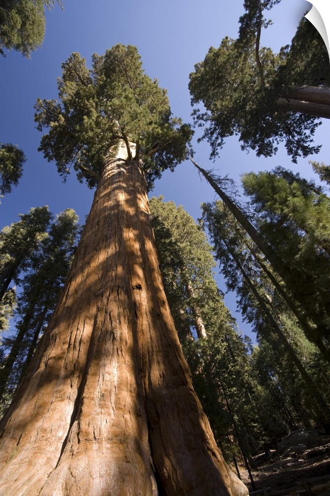 USA, California, Sequoia National Park, General Sherman Tree (Largest tree in the world)
