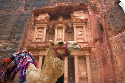 Camel In Front Of The Treasury, Petra, Jordan, Middle East