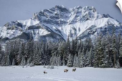 Canada, Alberta, Banff National Park, Mount Astley And Wapiti Elk
