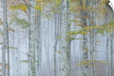 Cansiglio Forest In Autumn, Belluno District, Cansiglio Forest, Veneto, Italy